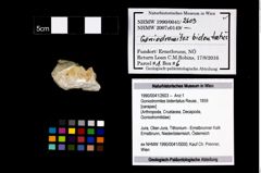 Foto (Objekt + Etikett) von Goniodromites bidentatus (Reuss, 1859)  (NHMW-GEO-1990-0041-2603)